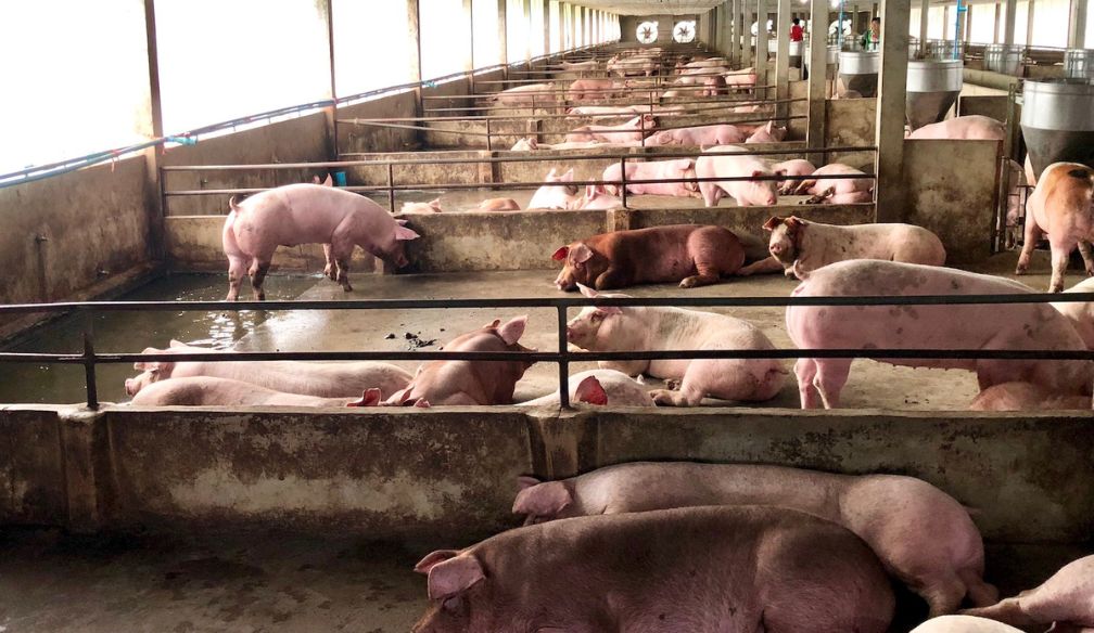 Se Aprobó Norma para la Regulación de Olores en Planteles Porcinos